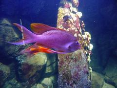 Close-up of Anthias fish in sea life aquarium Munich