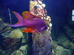 Colorful Anthias fish swimming in clear ocean water