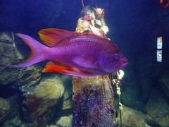Close-up photo of an Anthias anthias fish with vibrant orange and pink coloration swimming in the sea
