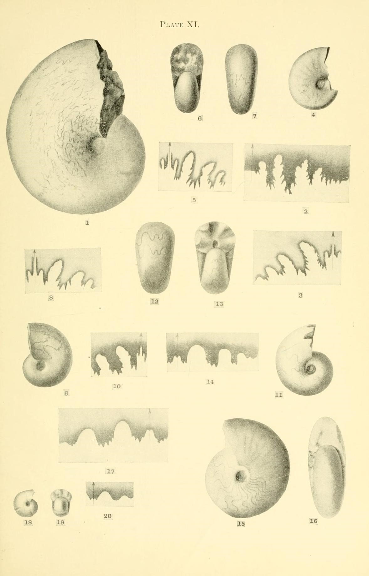 Scientific illustration showing acceleration of development in fossil Cephalopoda with numeric annotations on Plate XI
