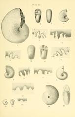 Scientific illustration showing acceleration of development in fossil Cephalopoda with numeric annotations on Plate XI