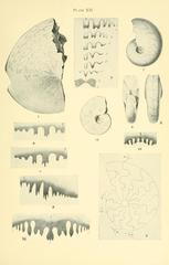 Illustration of accelerating development in fossil Cephalopoda species.