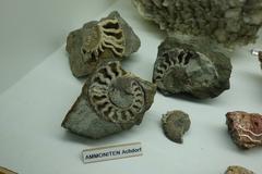 Ammonite fossils displayed in the Mineralienmuseum Oy-Mittelberg
