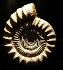 Fossilized ammonite displayed in the Milan Natural History Museum