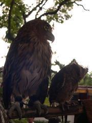 Two colorful birds perched on a branch at Manila Zoo