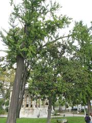 Trees in the beautiful garden of Ihlamur Palace Istanbul Turkey