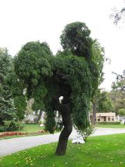 Exotic tree in the garden of Ihlamur Palace Istanbul Turkey