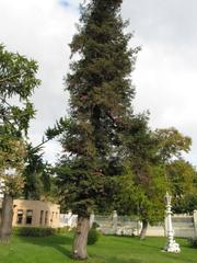 Garden with trees and greenery in Ihlamur Palace Istanbul Turkey