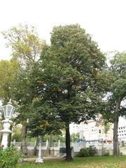Trees in the garden of Ihlamur Palace in Istanbul Turkey