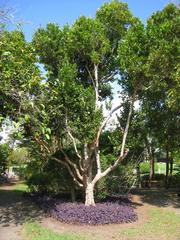 Coccoloba diversifolia plant with green leaves at The Kampong in Coconut Grove, Florida