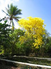 Aerial view of The Kampong botanical garden in Coconut Grove, Florida