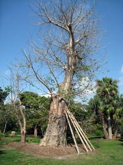 Baobab tree at The Kampong botanical garden in Coconut Grove, Florida