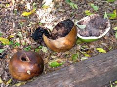 Crescentia cujete tree with green large round fruits in The Kampong, Coconut Grove, Florida