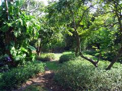 Aerial view of The Kampong botanical garden with lush greenery in Coconut Grove, Florida