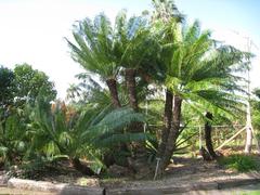 Cycas circinalis plant at The Kampong, Coconut Grove, Florida