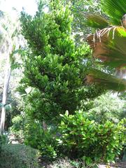 Garcinia spicata tree with green fruit and dense foliage
