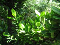Garcinia spicata fruit and leaves in The Kampong, Coconut Grove, Florida
