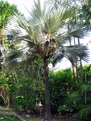 The Kampong