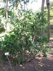 Pavonia bahamensis plant in The Kampong botanical garden, Coconut Grove, Florida