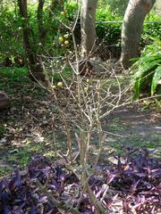 Randia formosa plant with flowers in The Kampong botanical garden, Coconut Grove, Florida, USA