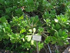 Scaevola taccada plant with green leaves in The Kampong botanical garden, Coconut Grove, Florida
