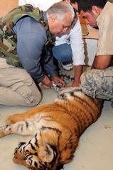 Baghdad Zoo