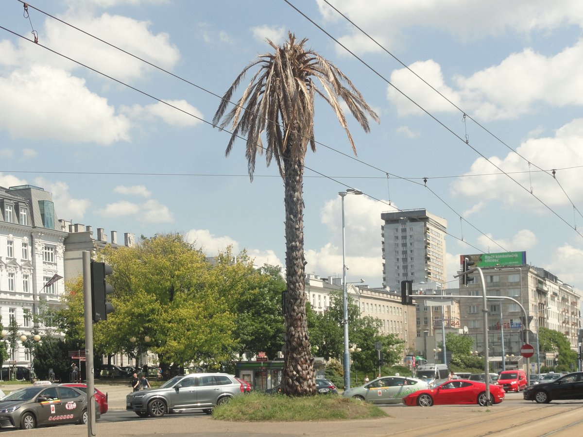 Artificial palm tree with withered leaves at de Gaulle roundabout in Warsaw highlighting climate change