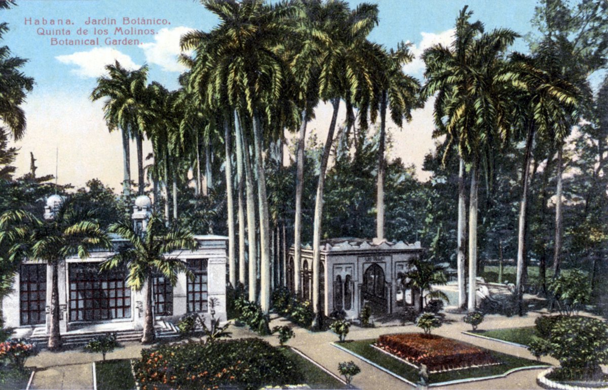 Botanical garden in Havana with lush tropical plants and palm trees under a clear blue sky