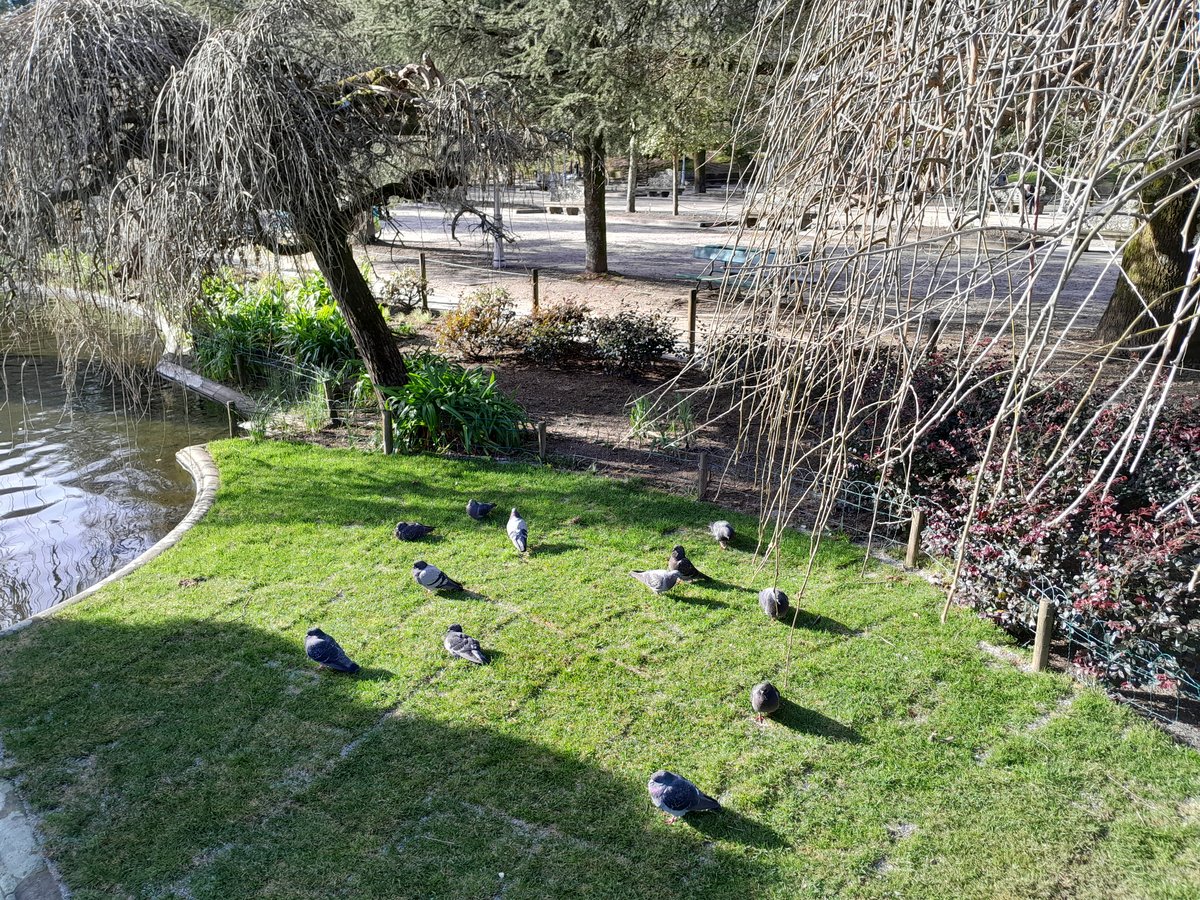 Park in Santiago de Compostela, Spain with green grass and trees under a clear sky