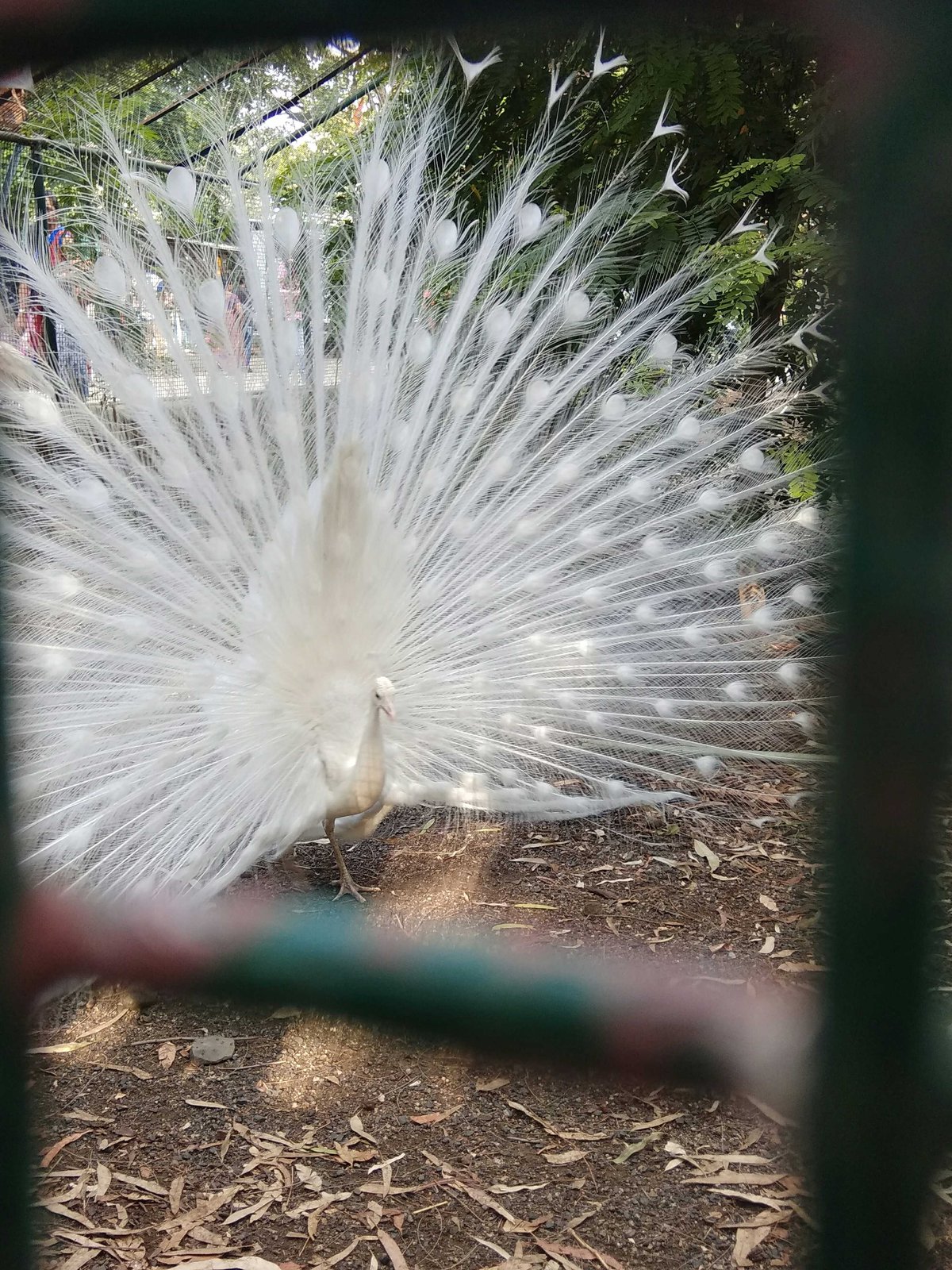 A view through a fence capturing various scenes from the vicinity of Indore heritage and Indore Zoo in Madhya Pradesh, India