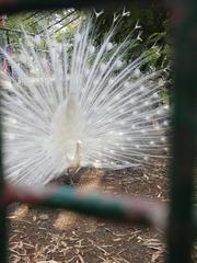A view through a fence capturing various scenes from the vicinity of Indore heritage and Indore Zoo in Madhya Pradesh, India