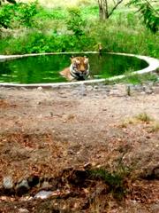 Heritage and street scenes of Indore including zoo views