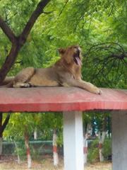 Yawning leopard in Indore zoo, India