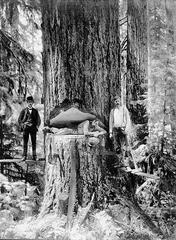 Historical logging scene in Lower Columbia, Oregon, circa 1905 with workers and logs