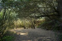 Sunlit clearing in Bosco di Cuma forest with lush green trees and blue sky
