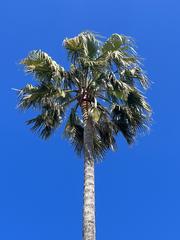 Coconut tree in Cannes in April 2023
