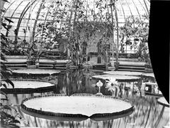 Victoria Regia water plant in a greenhouse pond at Hortus Botanicus
