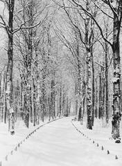 Path through dense foliage in Stadtpark Hamburg Winterhude