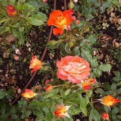 Orange roses in a rose garden next to Real Basílica de San Francisco el Grande, Madrid