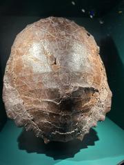 Fossil shell of the Cretaceous turtle Eubaena hatcheri at the Dueling Dinosaurs exhibit