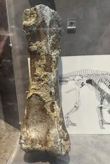 Femur bone of a giant hadrosaur dinosaur from North Carolina