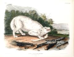 John James Audubon's White American Wolf illustration