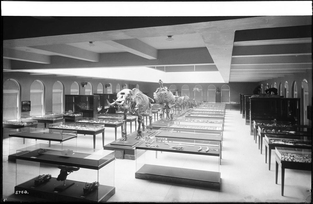 Interior view of 1920 Los Angeles County Museum of Natural History with prehistoric skeleton displays and fossil exhibits