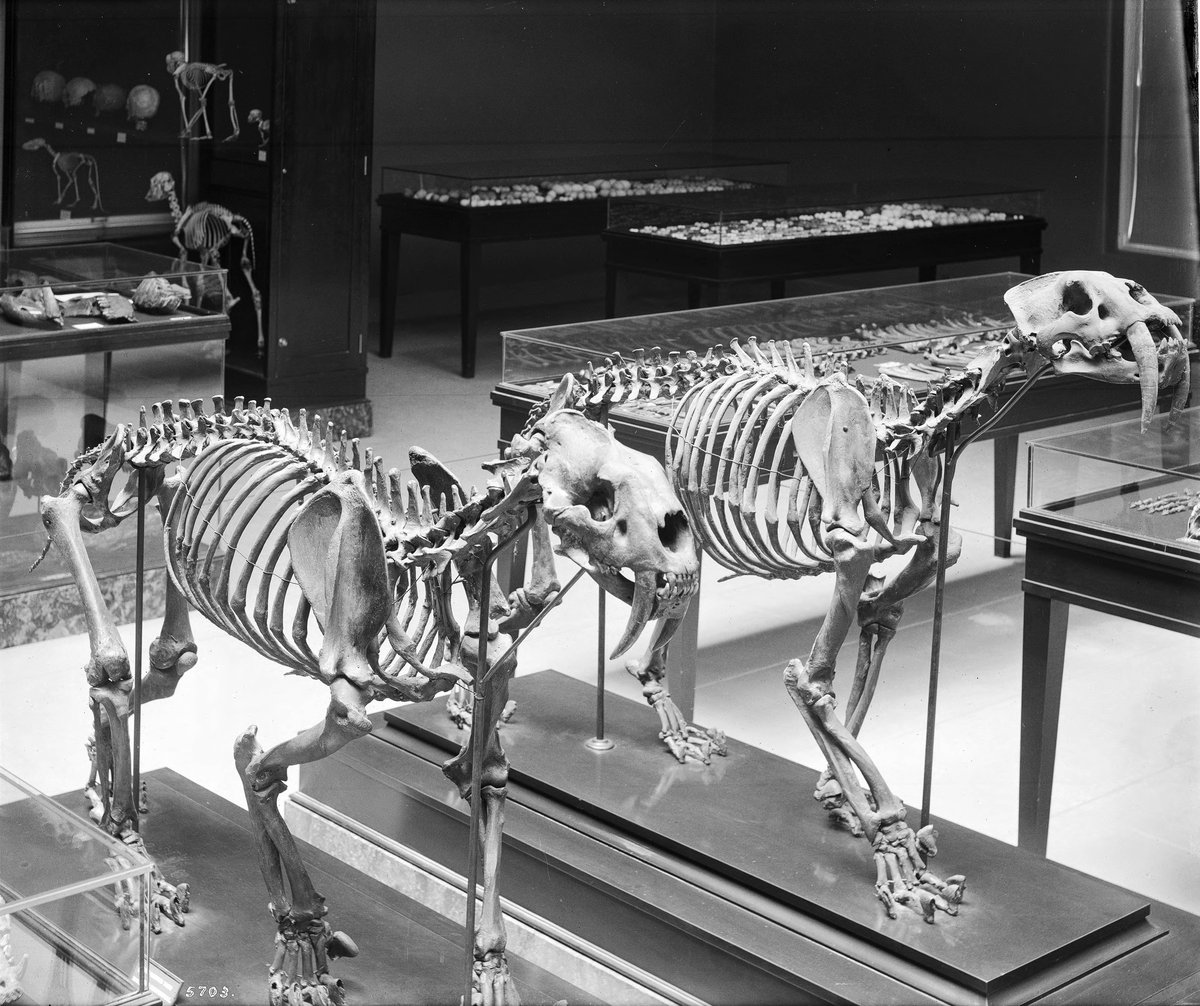 Interior of Los Angeles County Museum of Natural History with skeletal displays of saber tooth tigers circa 1920