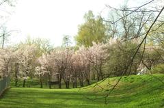 Cherry blossoms in Vingis Botanical Garden during spring 2018