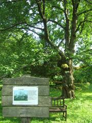 Botanical garden in Vingis Park with lush green plants and trees