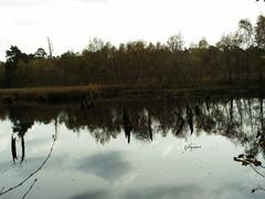 Venner Moor landscape near Münster with serene water and lush greenery