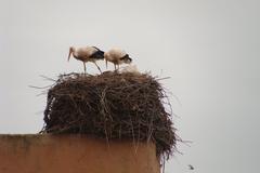 White storks on their nest in Marrakech Morocco