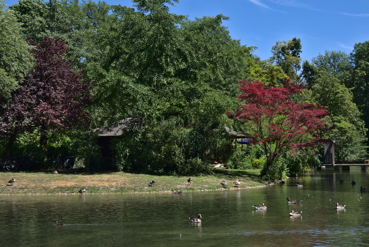 Island in Englischer Garten park in Munich with lush green trees surrounded by water