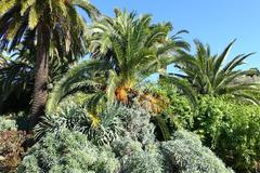 General view of Jardín Botánico de Barcelona on Montjuïc hill with diverse plants and pathways under clear sky